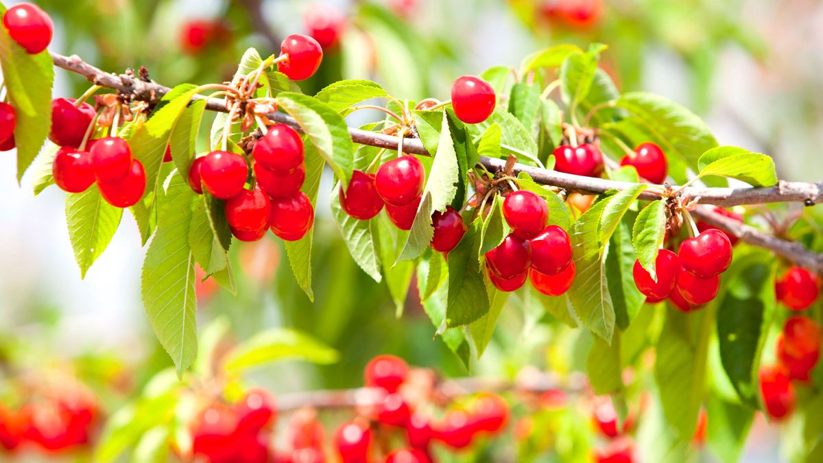 What to Do With Your Cherry Trees in July – 5 Easy Ways to Enjoy Sweeter Fruits and Bumper Harvests