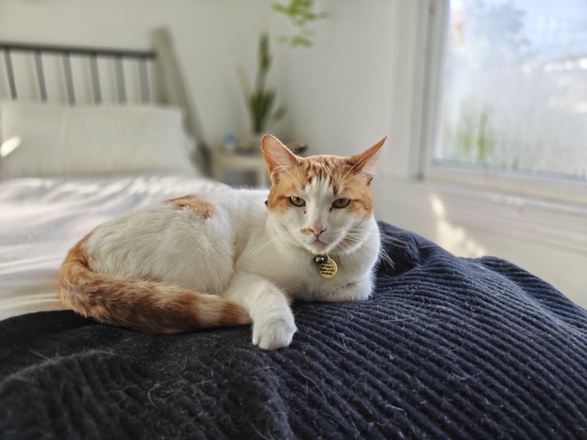 OnePlus 13R 1x portrait shot of cat