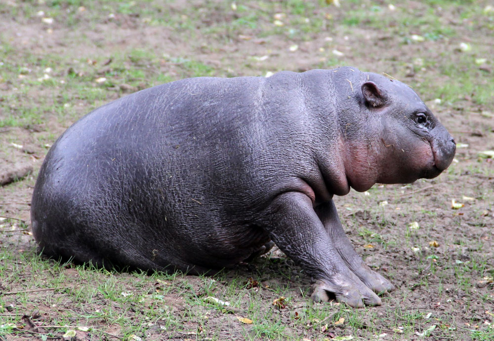 Baby eve in the outdoor enclosure at the pygmy hippo house.
