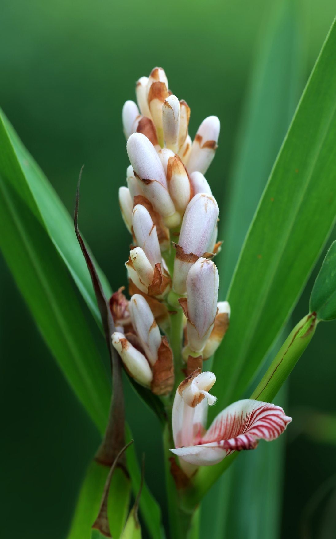 Cardamom Herb