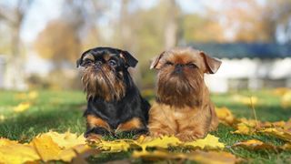 two Brussels Griffon lying next to each other on a lawn with fall leaves