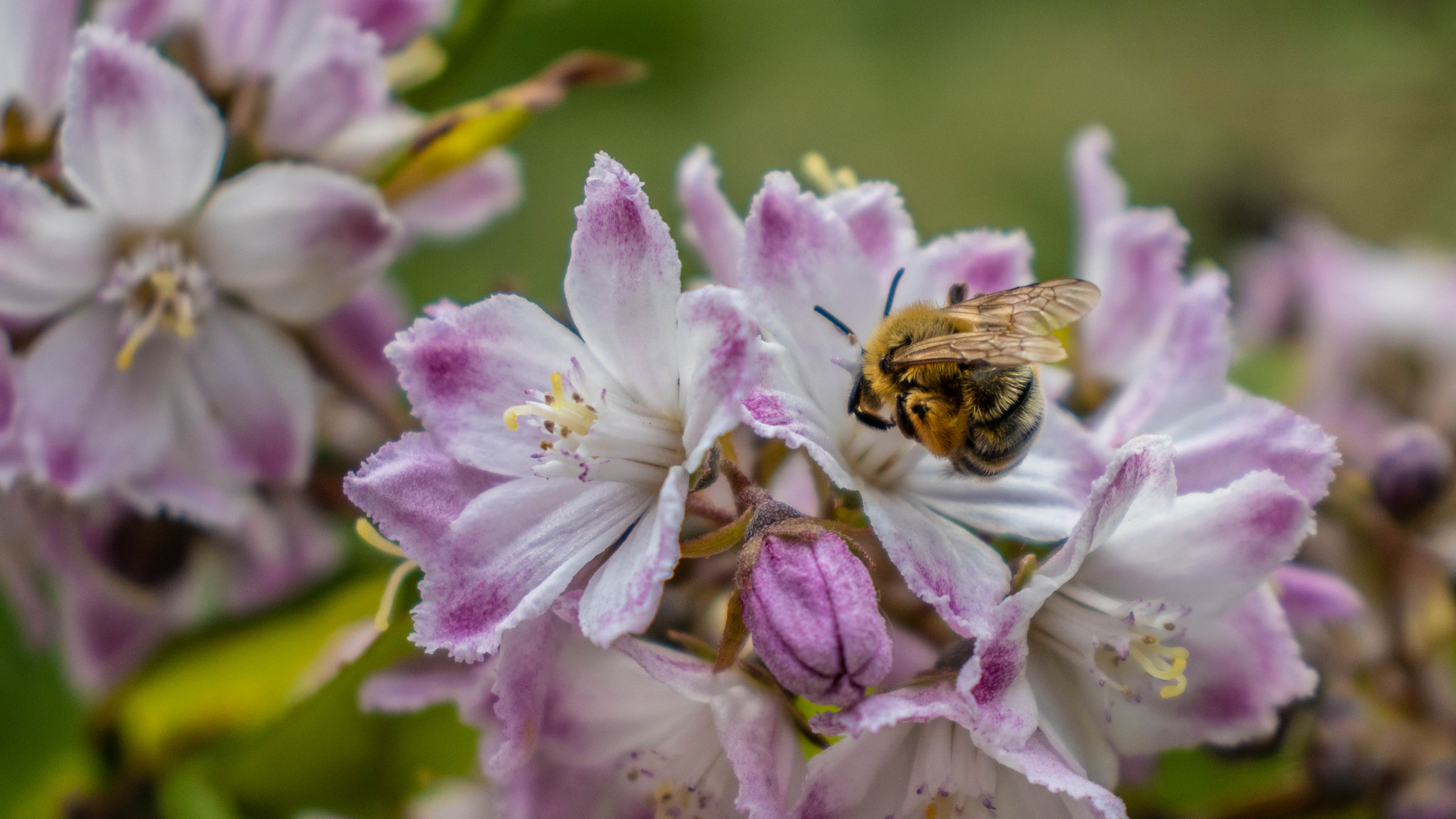 Image showing a bee in flight, captured whilst using focus tracking