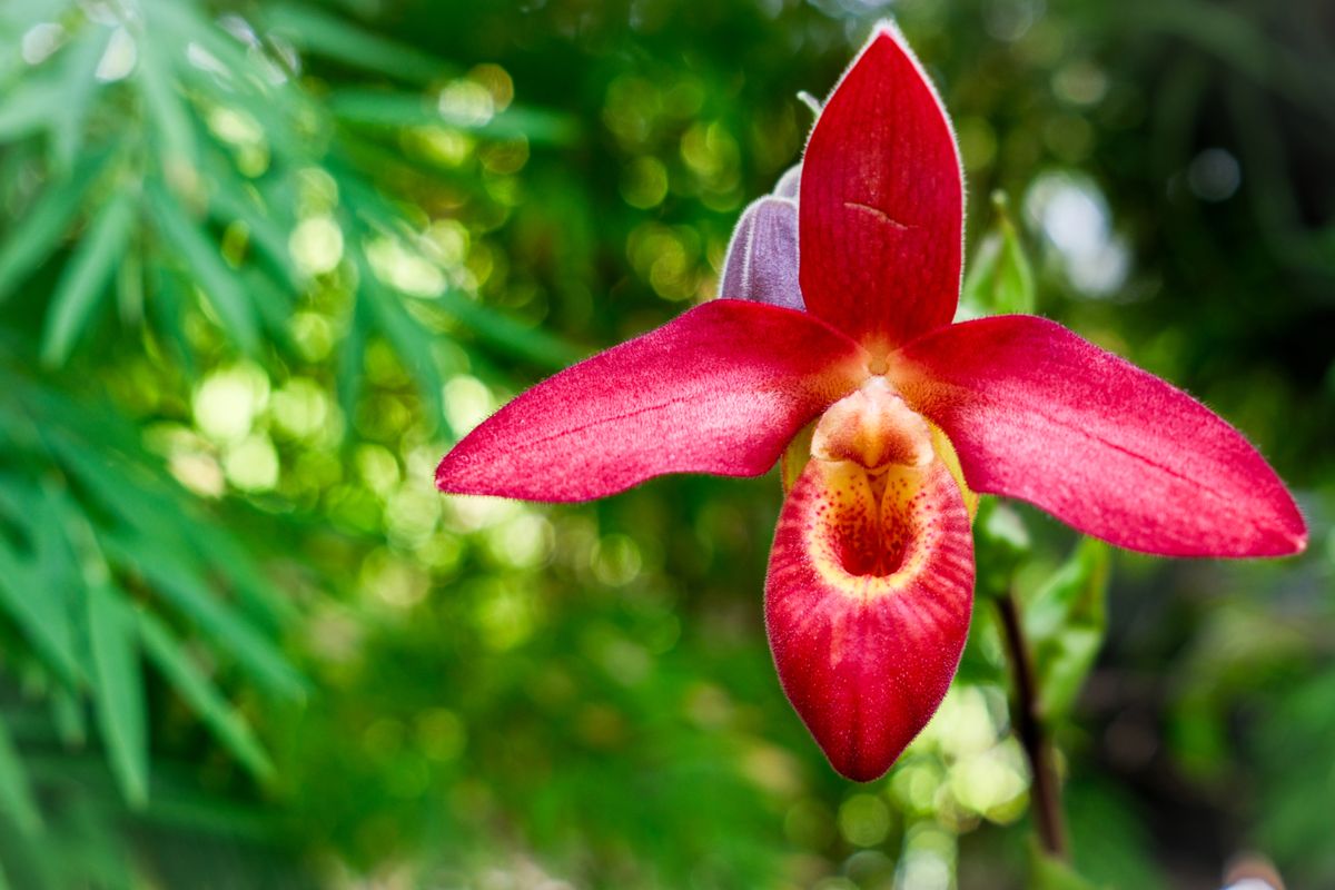 Orchids and flowers from the New York Botanical Garden