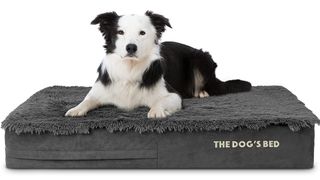 The Dog’s Bed Orthopedic Large Dog Bed