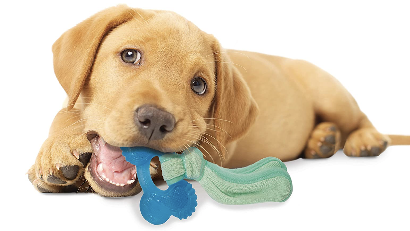 Nylabone puppy chew
