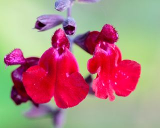 Salvia x jamensis Silas Dyson