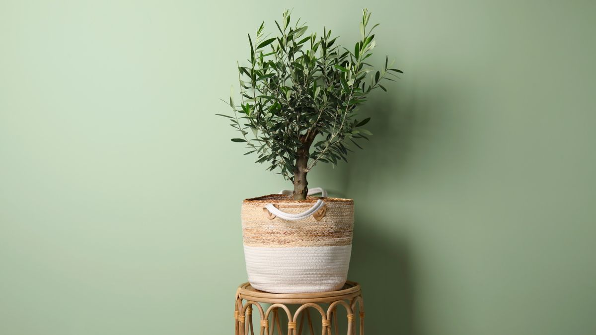 Can you grow an olive tree indoors? Experts reveal how to do it successfully