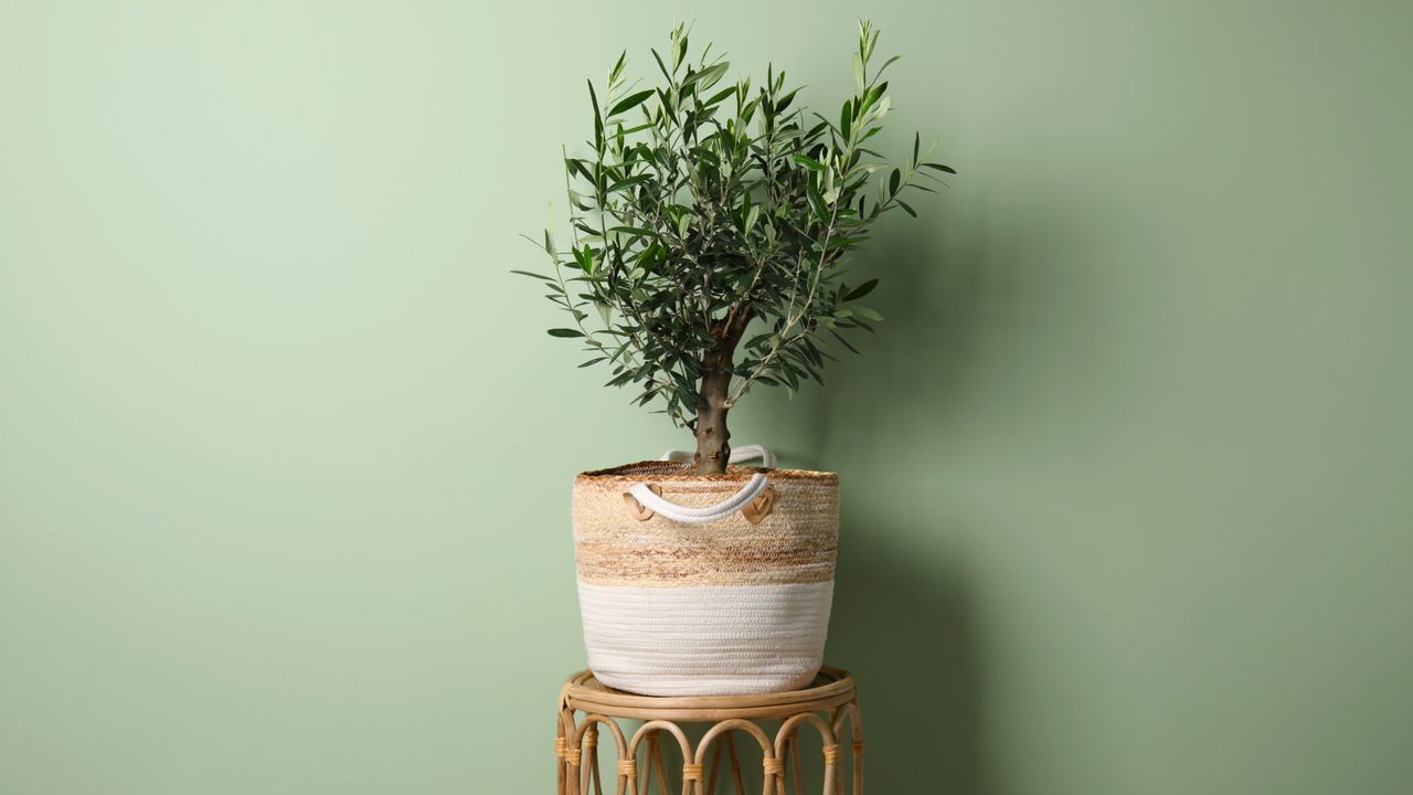 Indoor olive tree