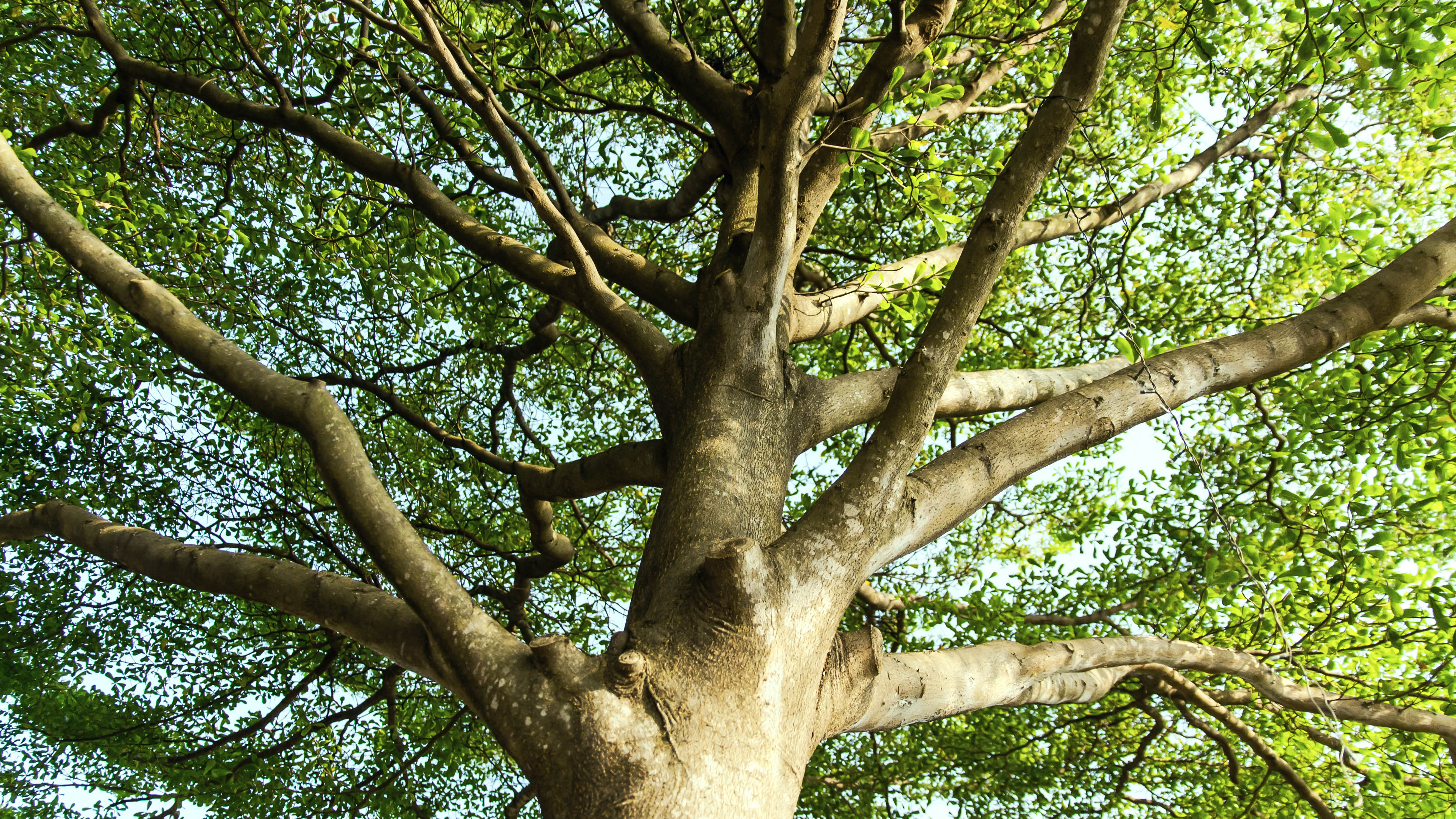 Верхушка дерева с ветвями и листьями