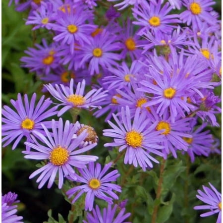 Hardy Aster Woods Purple Live Plant 4&amp;ndash;6 Inches Tall, Perennial Flowering Aster for Outdoor Garden Planting