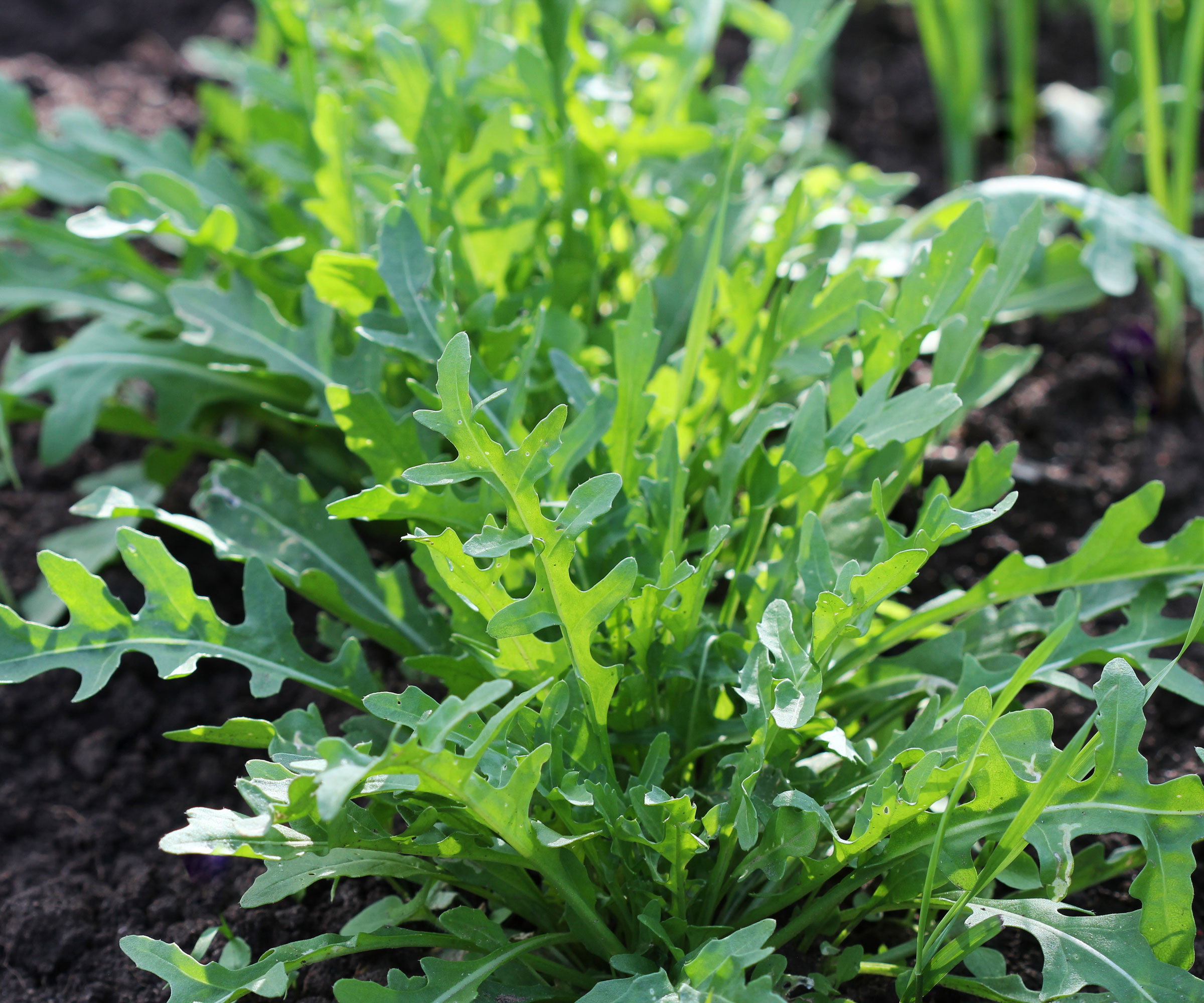 arugula leaves on crops growing in rich black soil