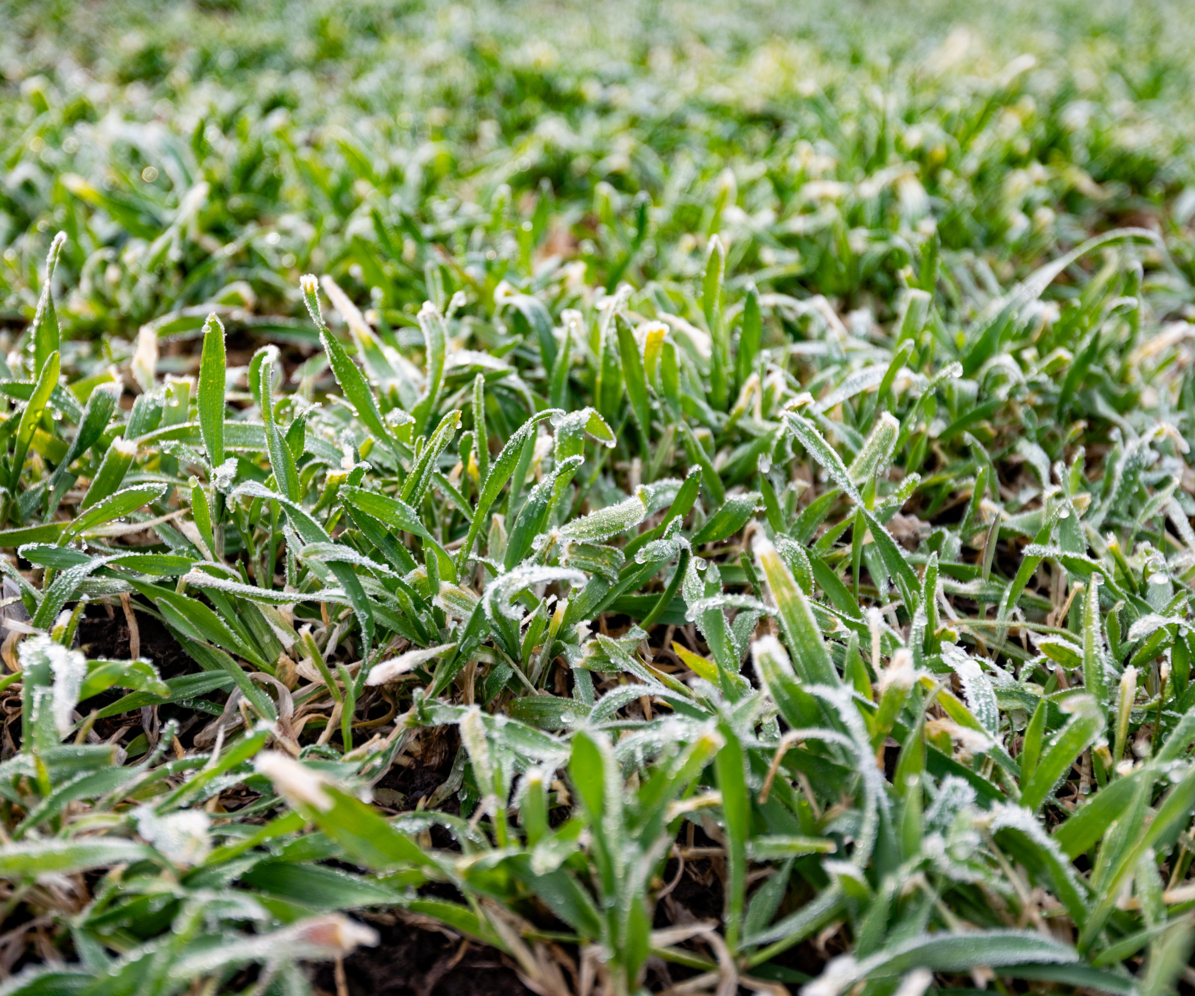 Rye cereal plants growing in winter