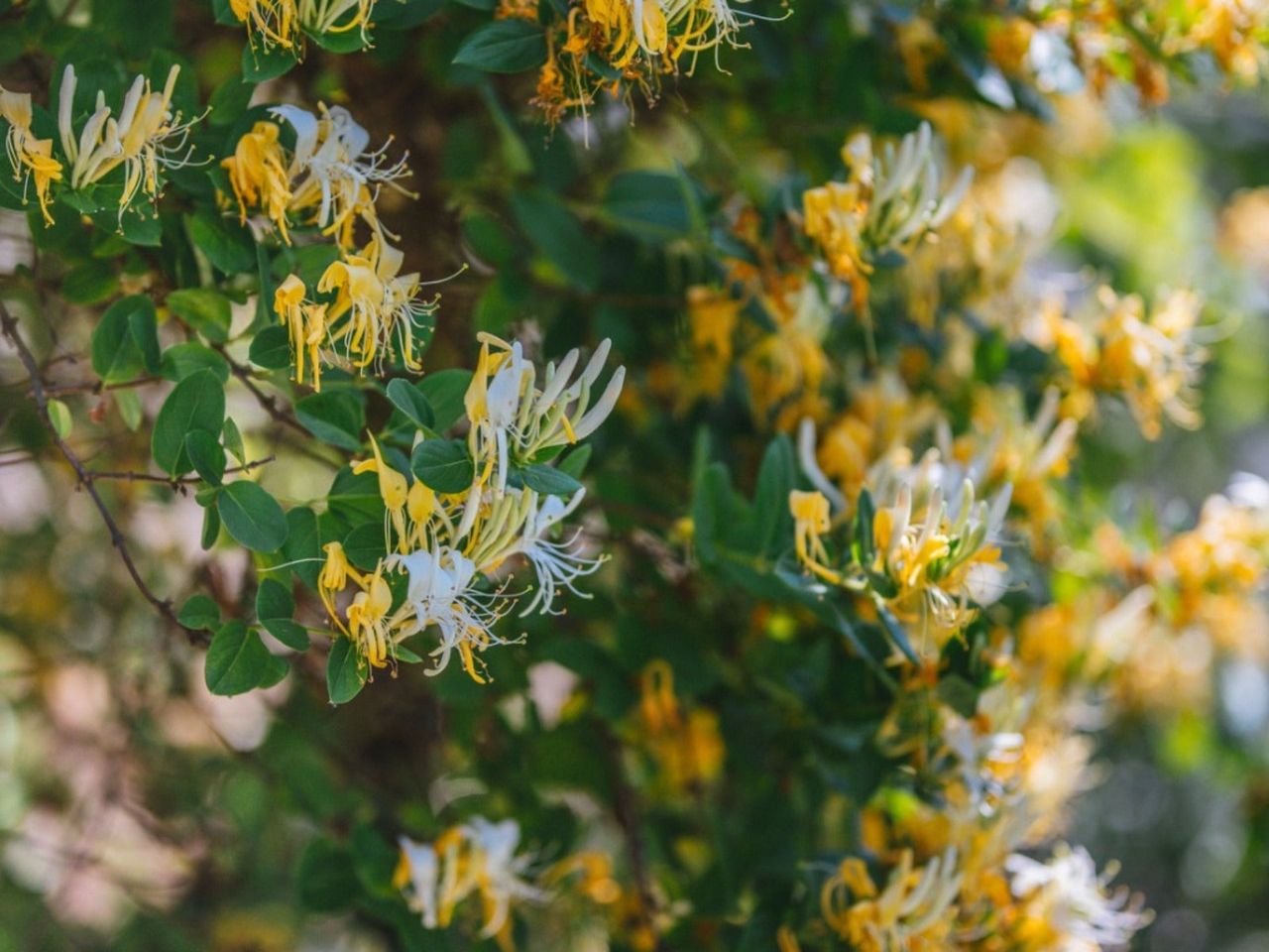 Yellow and white Japanese honeysuckle flowers growing on a vine