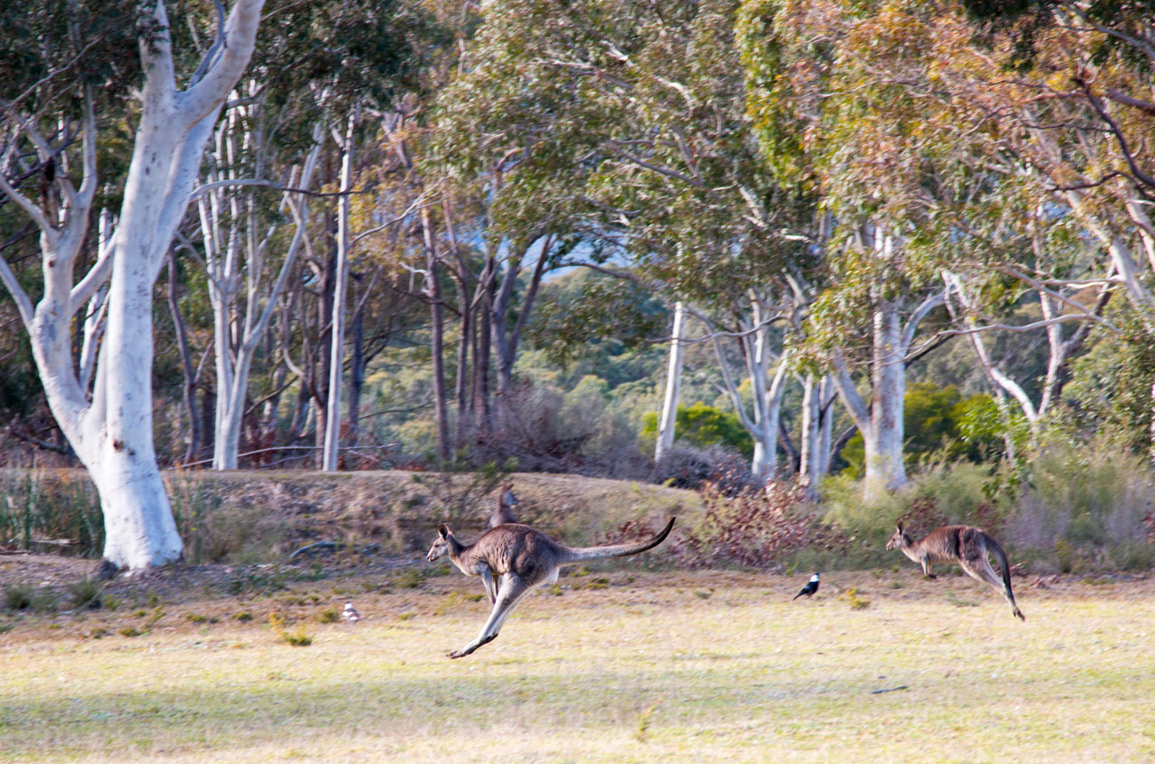 Kangaroos in Kangaroo Valley, NSW