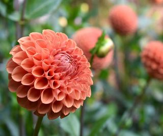 dahlia 'Cornel Bronze' flowers