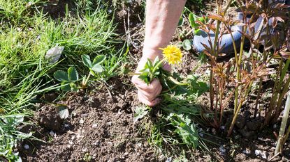 hand pulling weeds from garden 