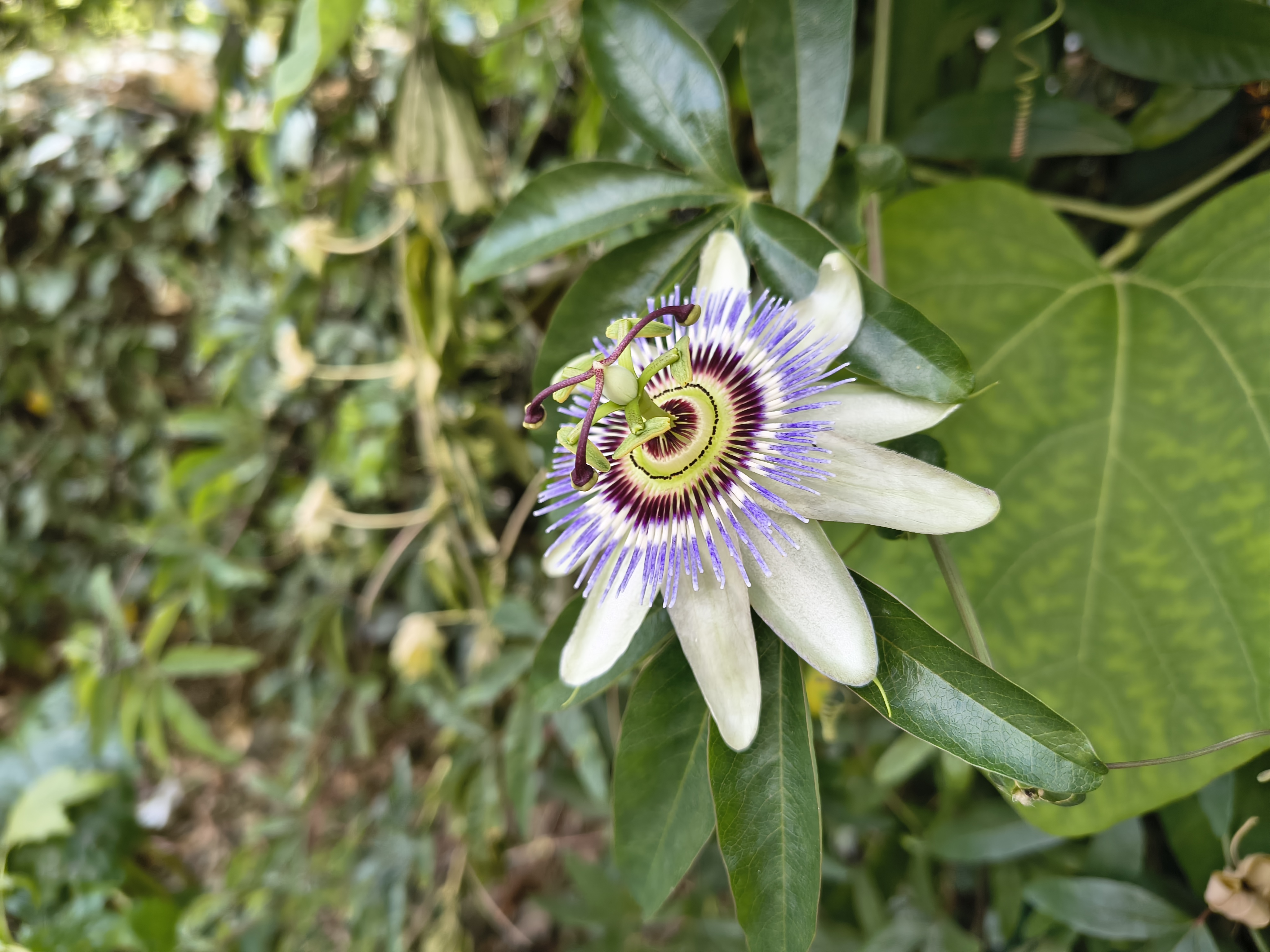 A camera sample taken on the Motorola Edge 60