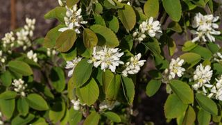 flowering Amelanchier alnifolia 'Obelisk'