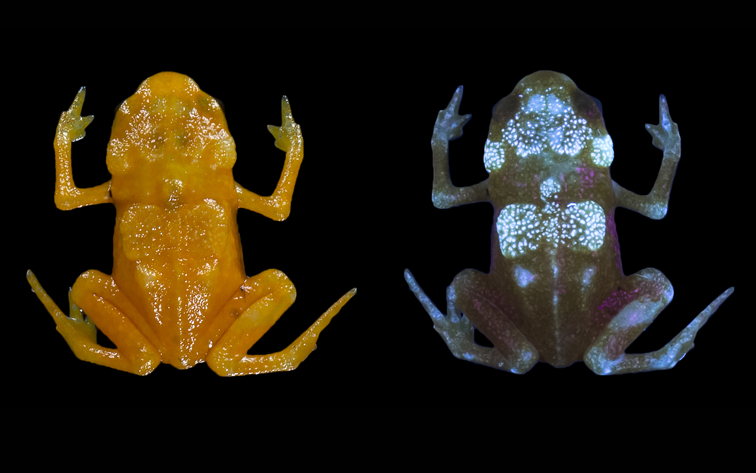 Wee Orange Pumpkin Frogs Have Bones That Glow Through Their Skin Live Science