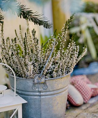 white heather in pot