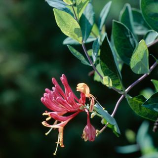 A honeysuckle flower