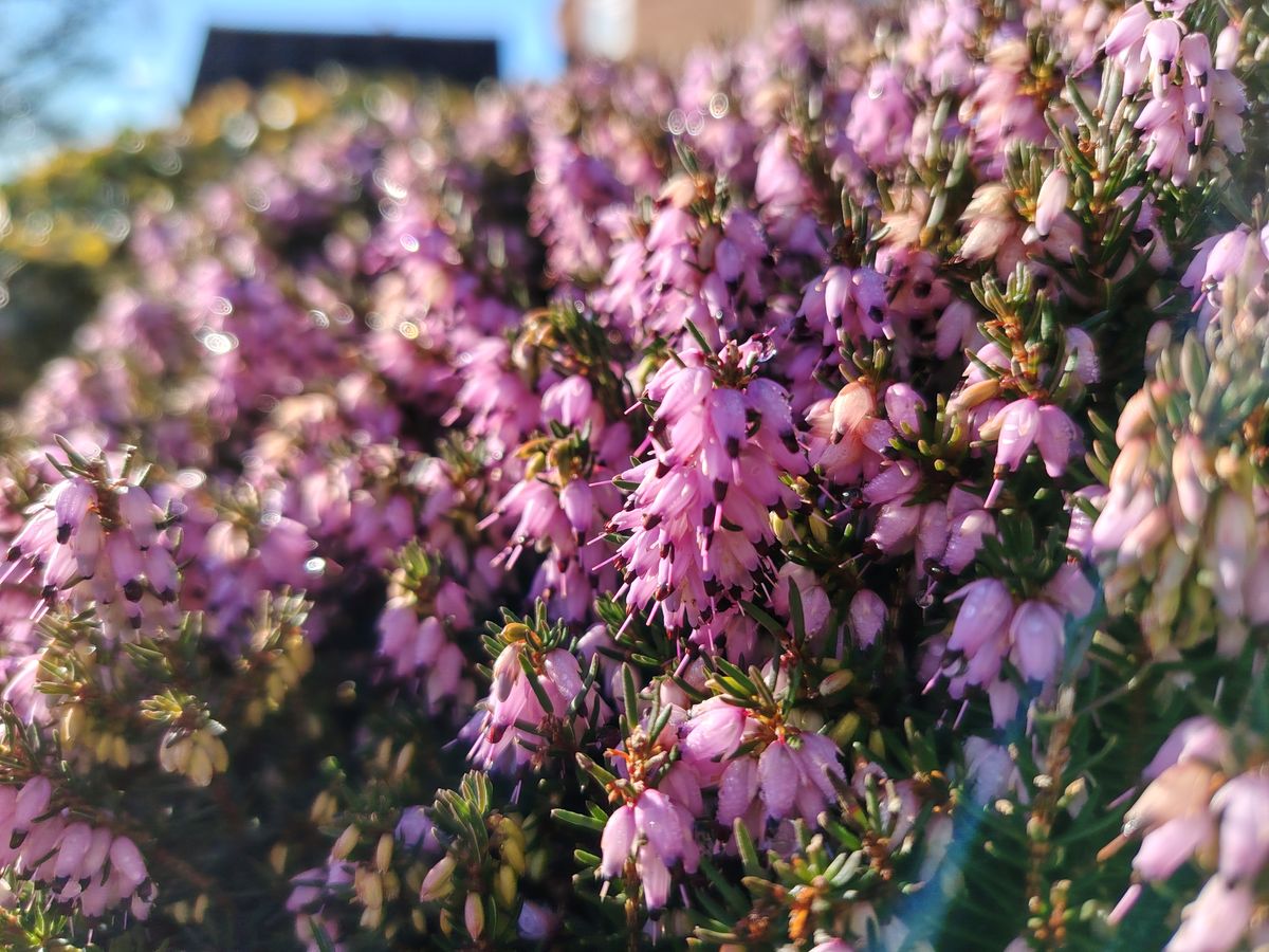 Honor Magic 8 Lite camera samples