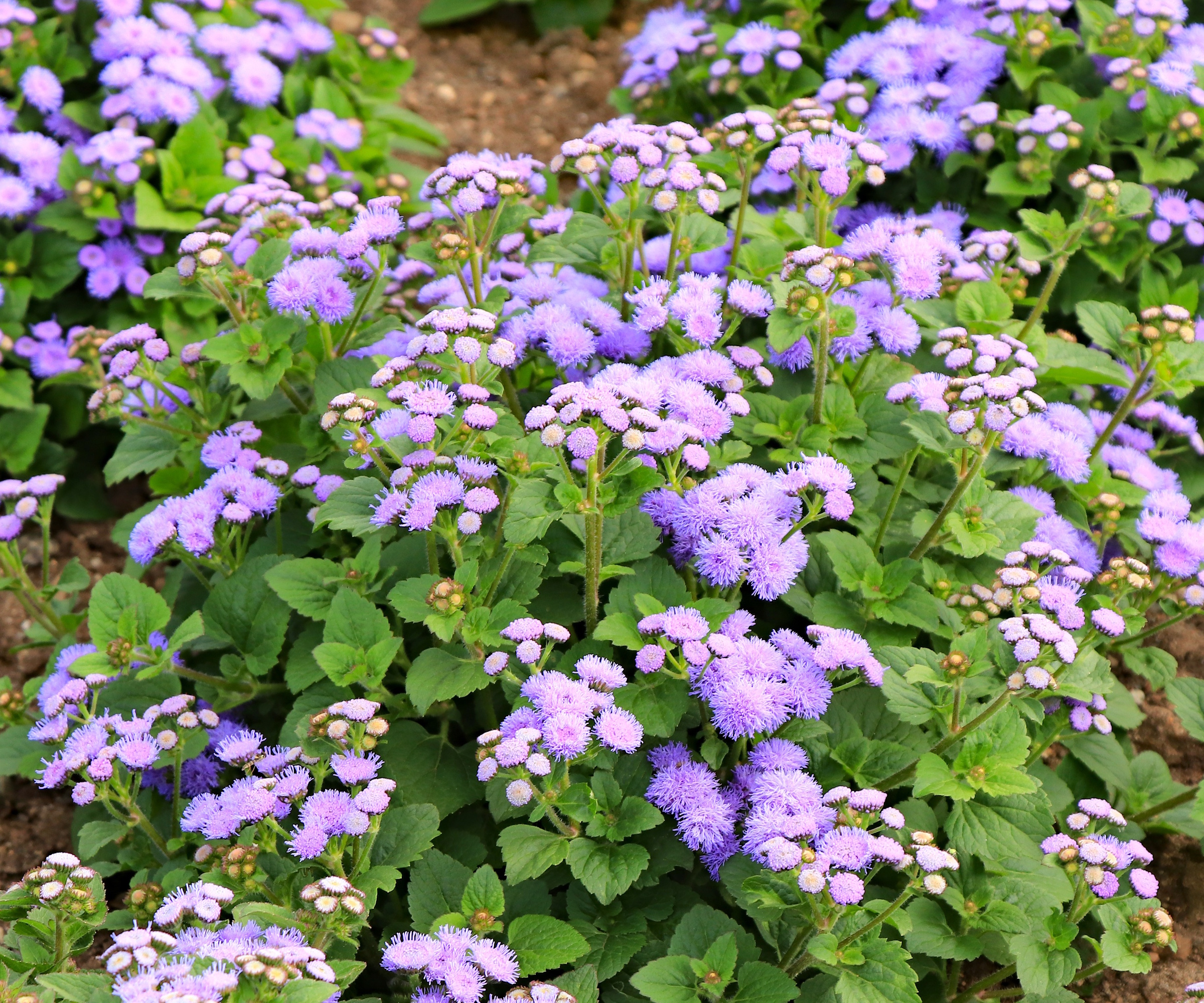 Purple pom-pom flossflowers in summer