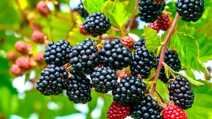 best brambles blackberries Loch Tay fruiting on shrubs 