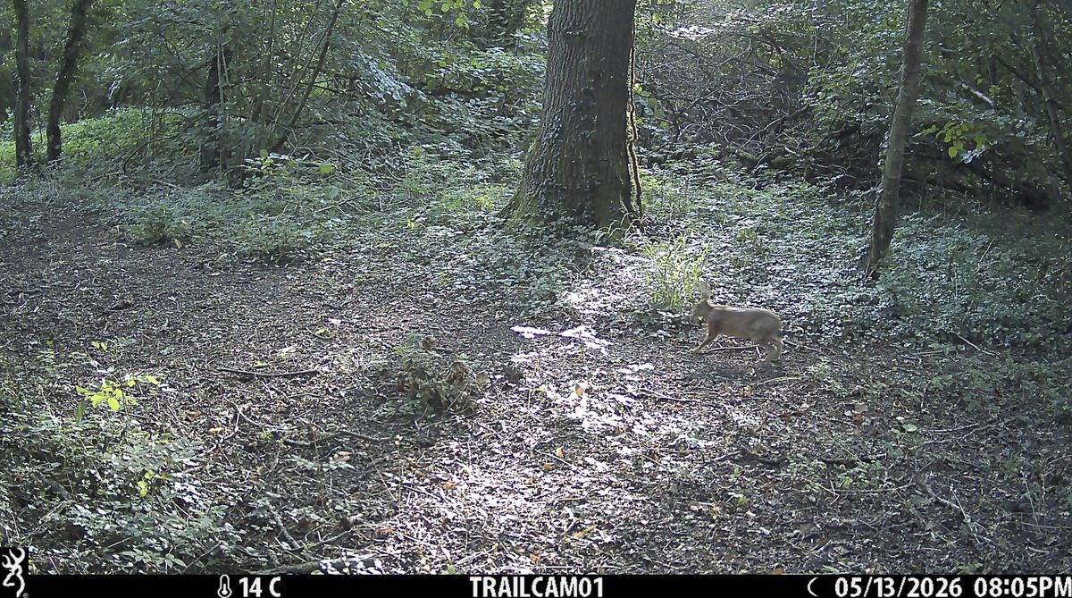 Sample image from the Browning Strike Force HD Pro trail camera
