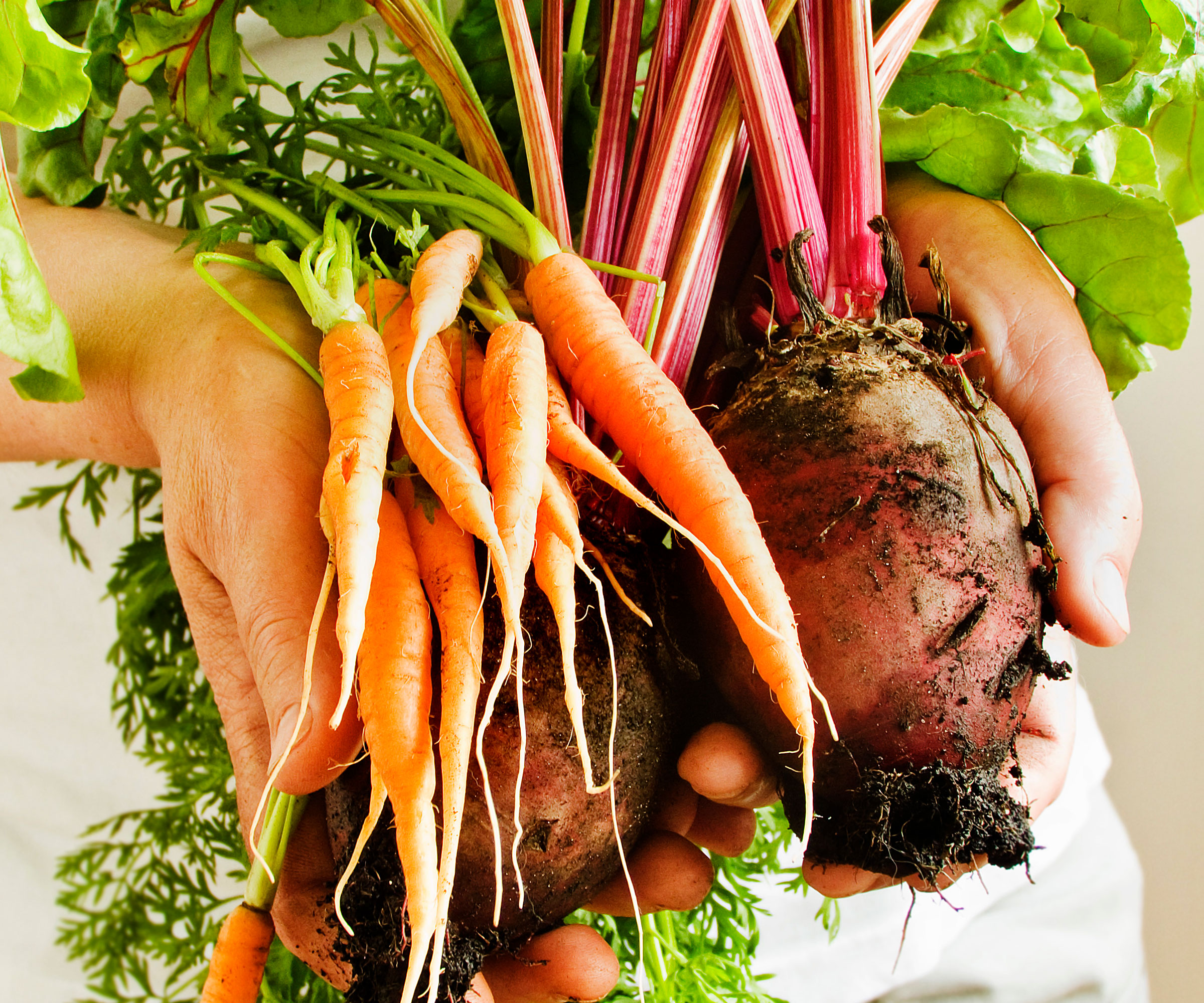hands holding baby carrots and beetroots