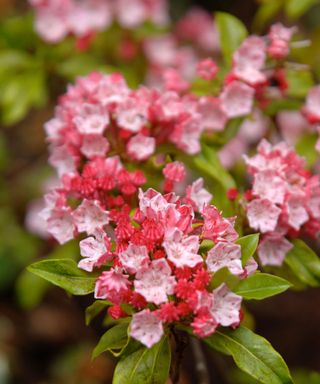 bright pink flowers on the evergreen mountain laurel 'Olympic Fire'