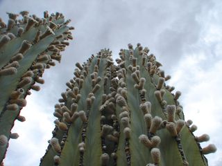 Cardon cactus - Identifiable species