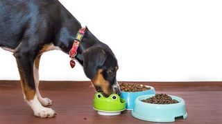 Dog eating dog food
