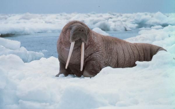 Photos See The Worlds Cutest Sea Creatures Live Science