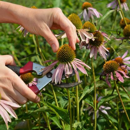 Hands using pruners to cut an echinacea flower