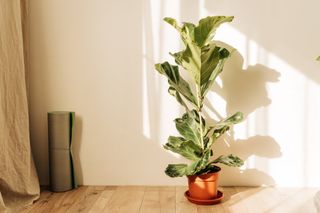 A potted fiddle leaf fig in a sunny room