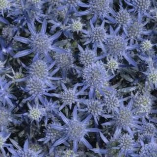 Sea holly with blue flowers