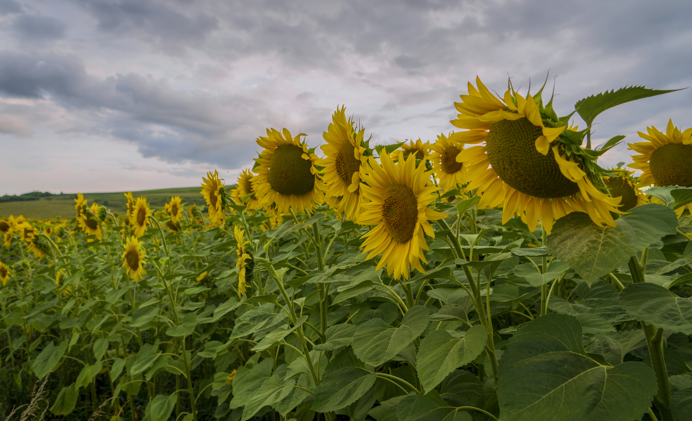 Kansas sunfloweres
