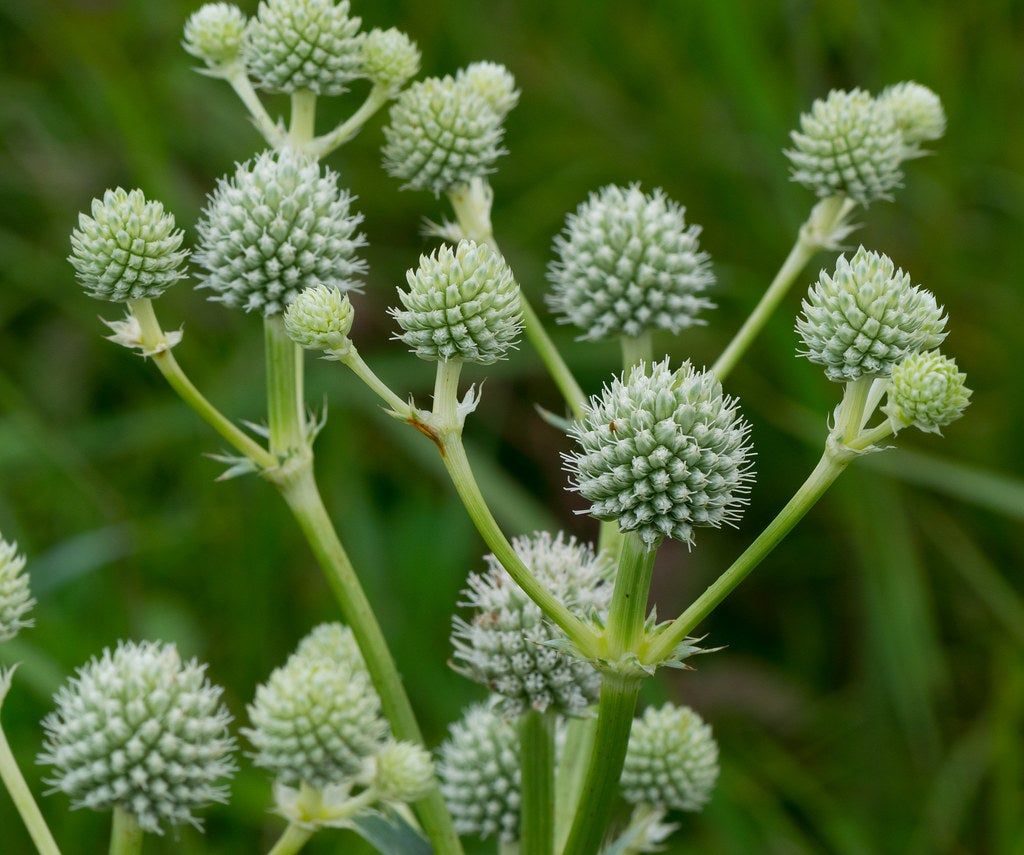 Green Spiky Plants