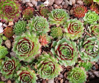 sedum clusters in backyard rockery