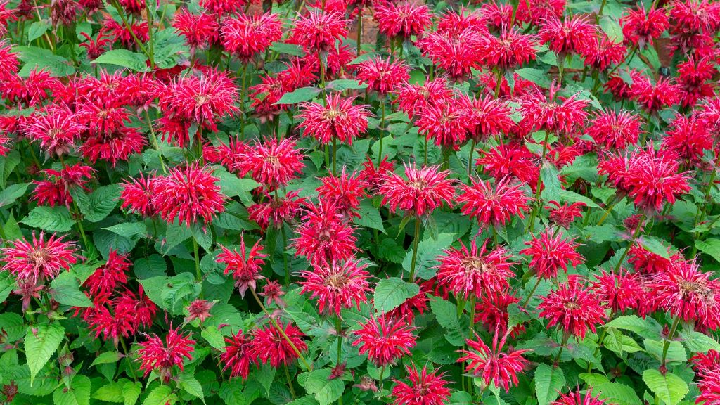 lots of blooming red bergamot (bee balm) flowers 