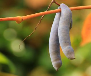 Decaisnea fargesii, Dead Man's Fingers