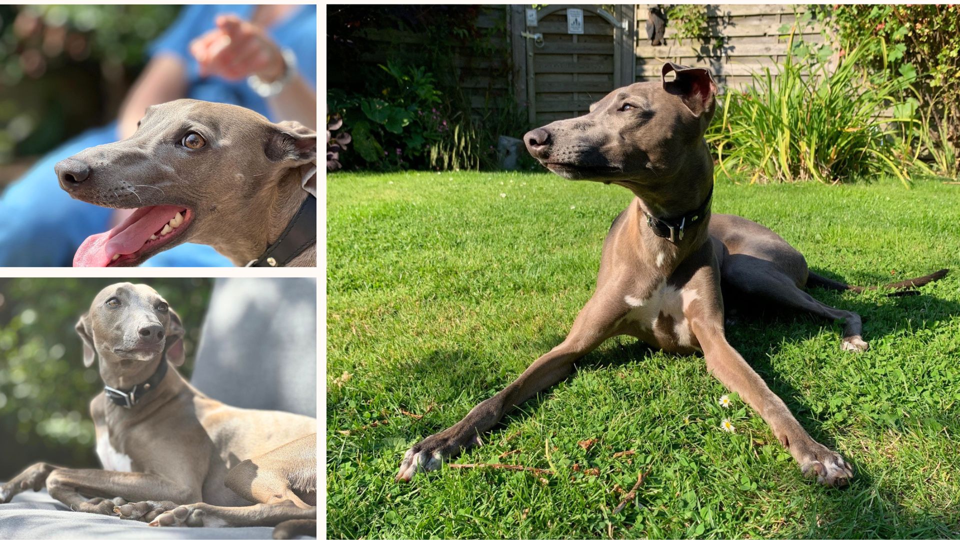 collage of a whippet laying in the sun throughout summer
