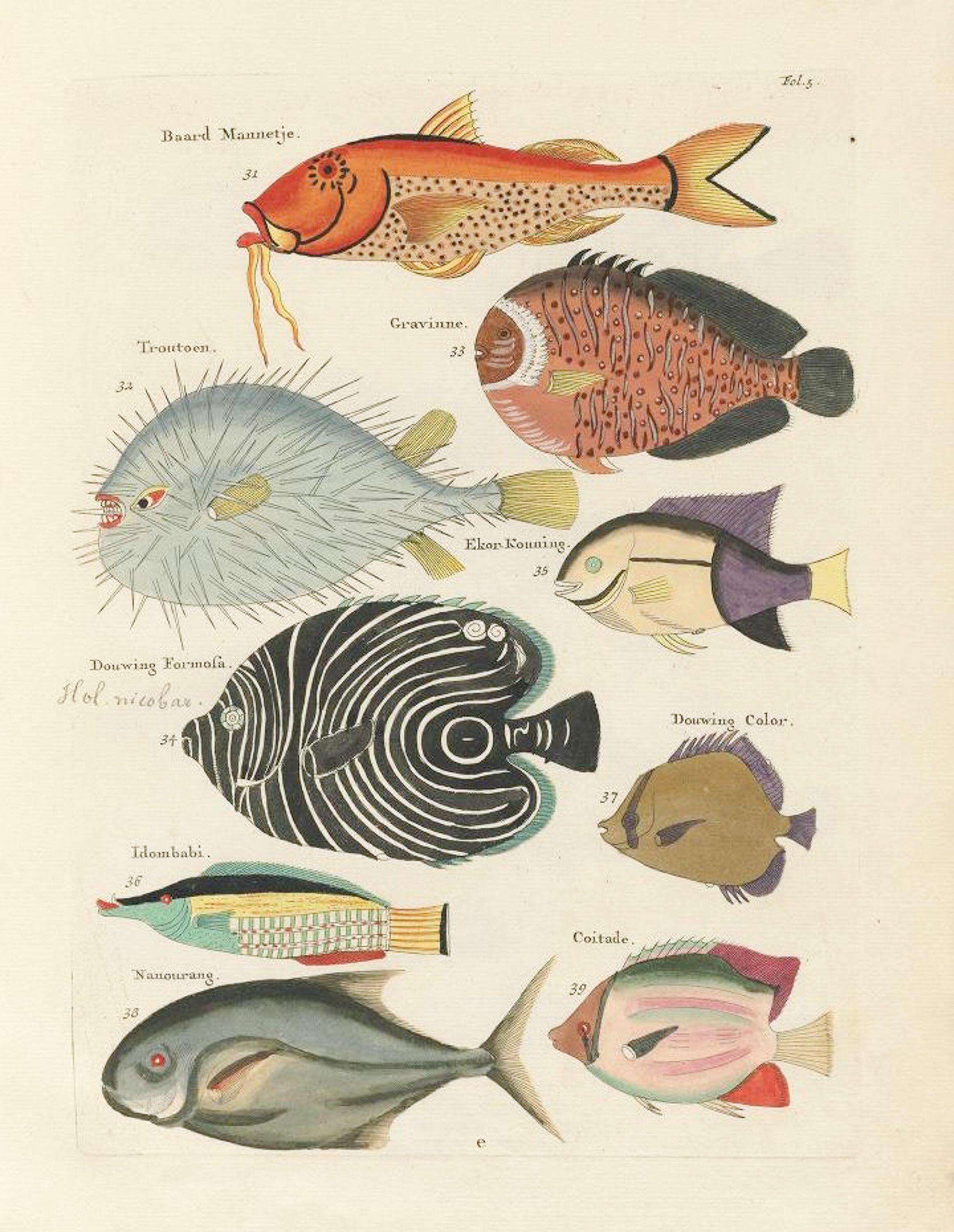 Antique fish illustration