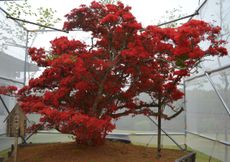 A 500-year-old Noto Kirishima azalea.