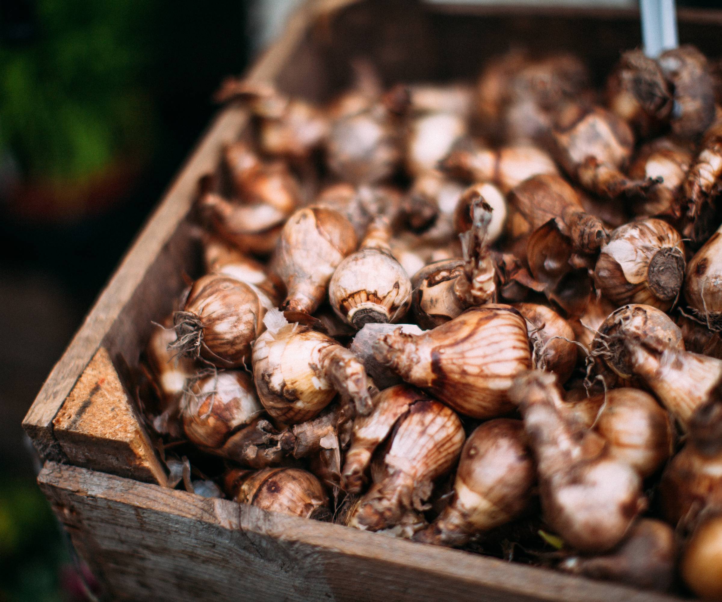 A wooden crate of daffodil bulbs