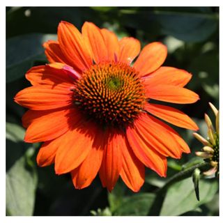 Echinacea Sombrero Adobe Orange