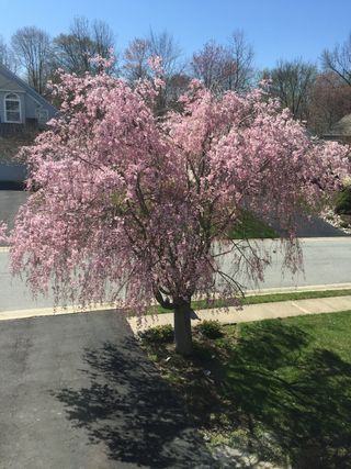 An Eastern Redbud tree in a front yards