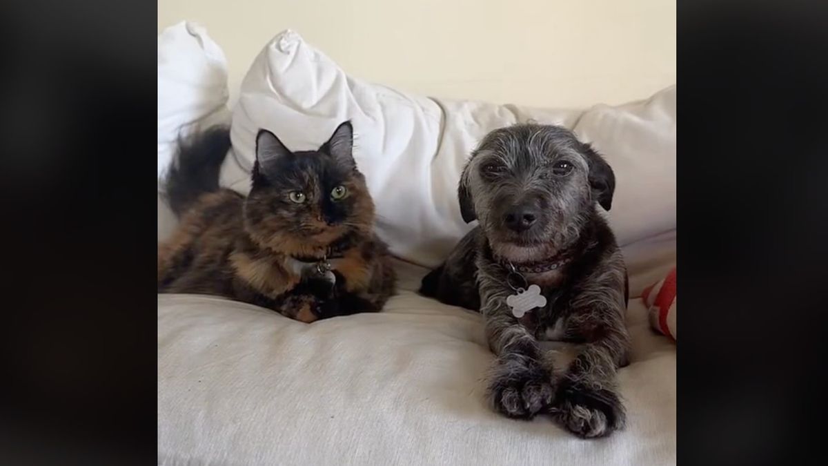 Toto and Swiftie sitting on the couch