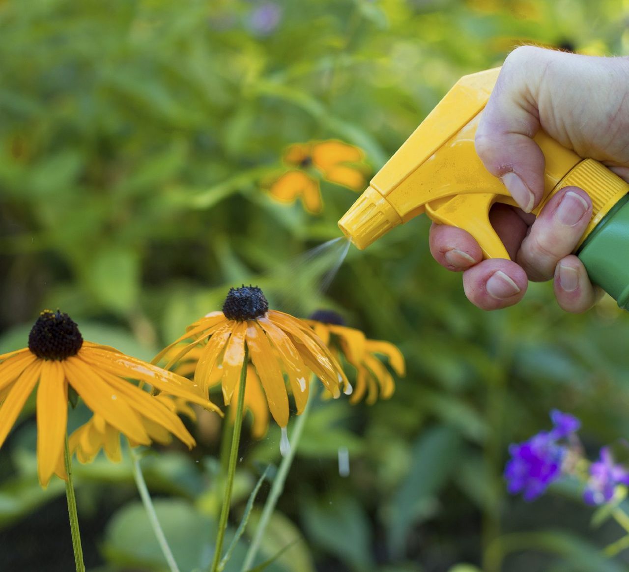 Gardener Spraying Yellow Flowers